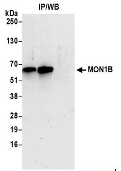 Rabbit anti-MON1B Antibody