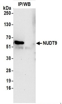 Rabbit anti-NUDT9 Antibody