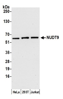 Rabbit anti-NUDT9 Antibody