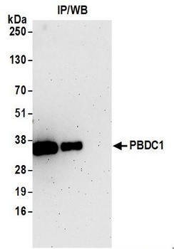 Rabbit anti-PBDC1 Antibody