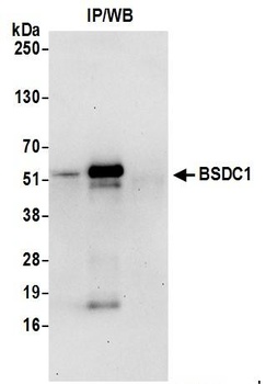 Rabbit anti-BSDC1 Antibody