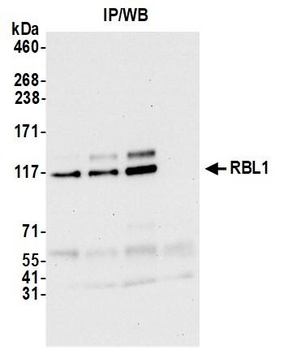 Rabbit RBL1 Antibody