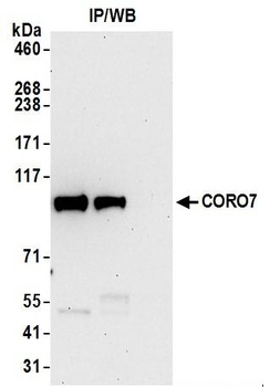 CORO7 Antibody
