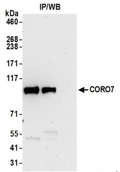 Rabbit anti-CORO7 Antibody