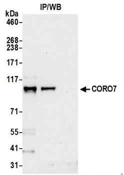 Rabbit anti-CORO7 Antibody