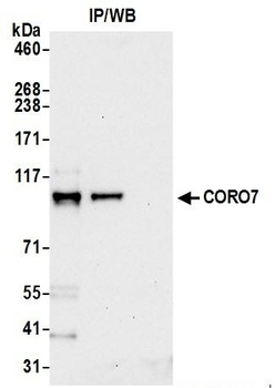 CORO7 Antibody