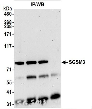 SGSM3 Antibody