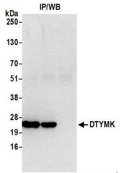 DTYMK Antibody