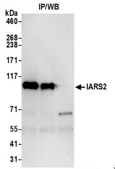 IARS2 Antibody