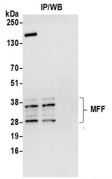 Rabbit anti-MFF Antibody