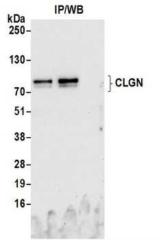 CLGN Antibody