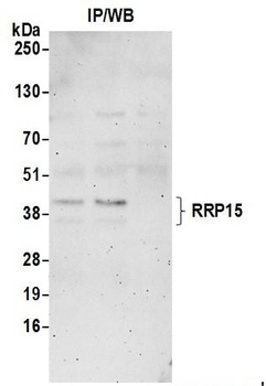 Rabbit anti-RRP15 Antibody