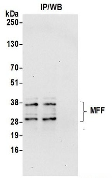 Rabbit anti-MFF Antibody