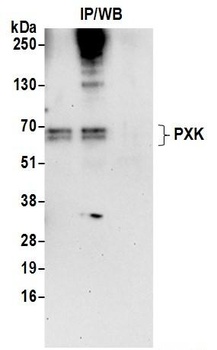 Rabbit anti-PXK Antibody
