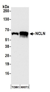 Rabbit anti-NCLN Antibody