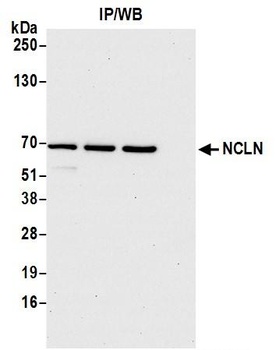 Rabbit anti-NCLN Antibody
