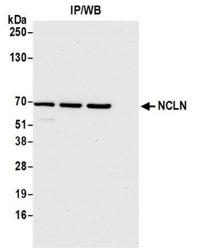 NCLN Antibody