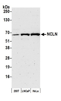 NCLN Antibody