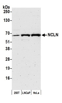Rabbit anti-NCLN Antibody
