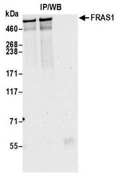 Rabbit anti-FRAS1 Antibody
