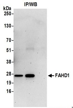 FAHD1 Antibody