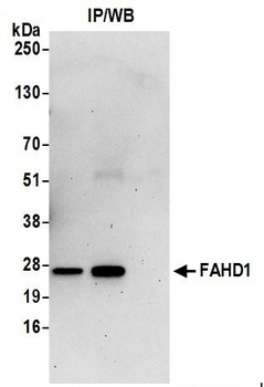 Rabbit anti-FAHD1 Antibody