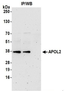 Rabbit anti-APOL2 Antibody