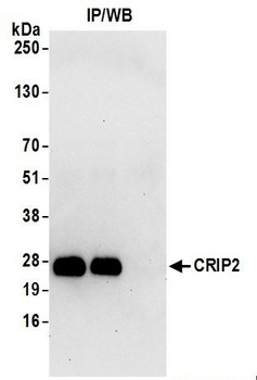 Rabbit anti-CRIP2 Antibody