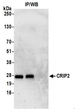 Rabbit anti-CRIP2 Antibody