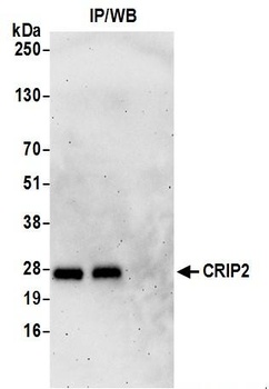 CRIP2 Antibody