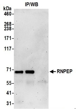 RNPEP Antibody