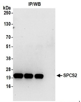 SPCS2 Antibody