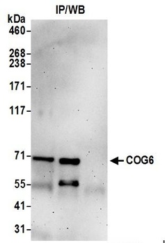 COG6 Antibody