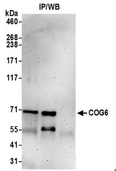 Rabbit anti-COG6 Antibody