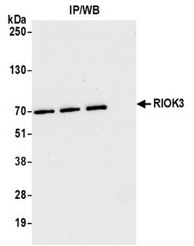 Rabbit anti-RIOK3 Antibody