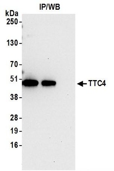 TTC4 Antibody