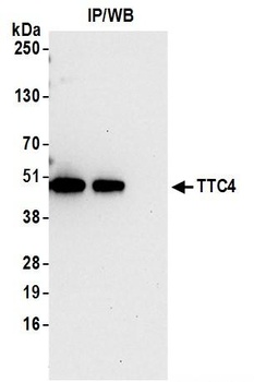 Rabbit anti-TTC4 Antibody