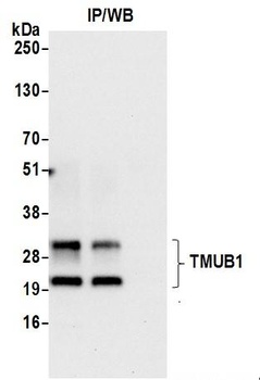 TMUB1 Antibody