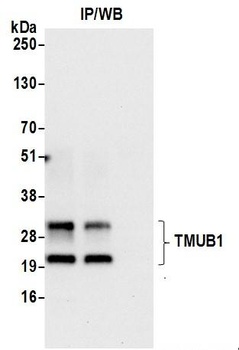 Rabbit anti-TMUB1 Antibody