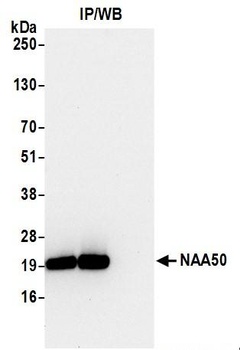 NAA50 Antibody