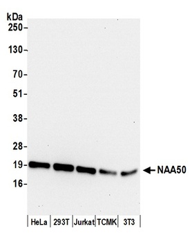Rabbit anti-NAA50 Antibody