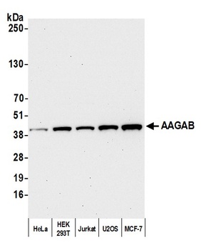 AAGAB Antibody