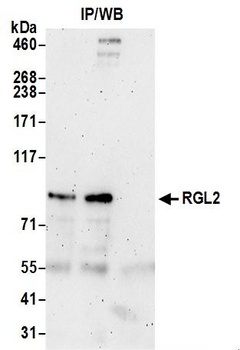 Rabbit anti-RGL2 Antibody