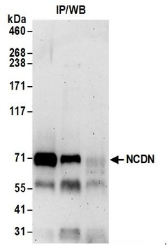 Rabbit anti-NCDN Antibody