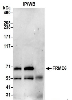 FRMD6 Antibody