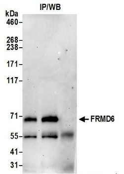 Rabbit anti-FRMD6 Antibody