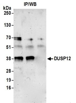 Rabbit anti-DUSP12 Antibody