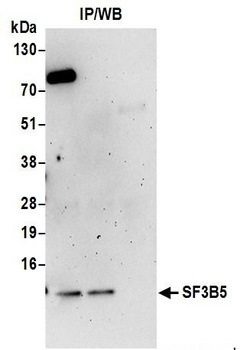 SF3B5 Antibody