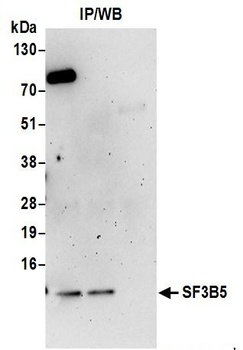 Rabbit anti-SF3B5 Antibody