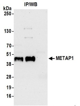 METAP1 Antibody